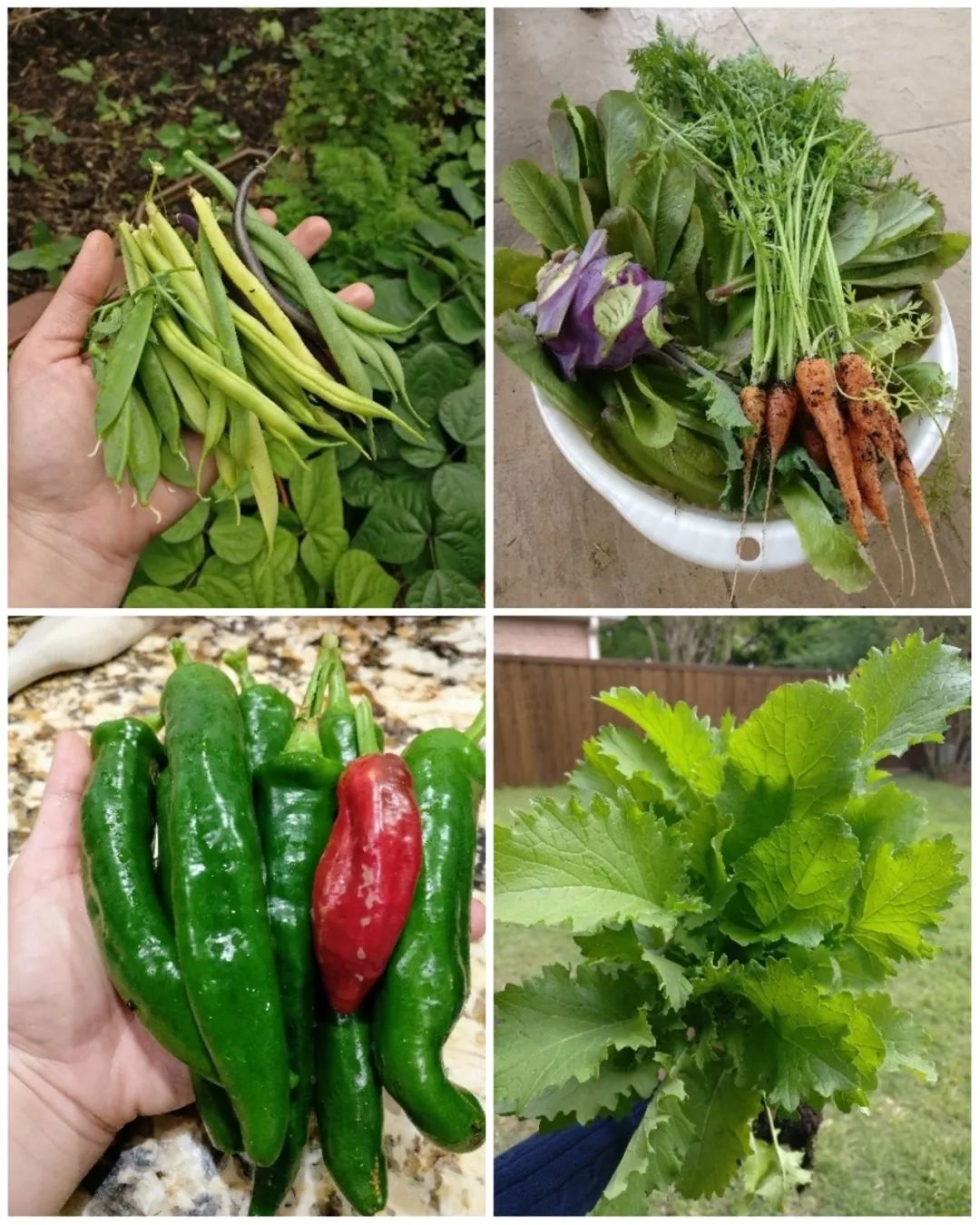 菜园