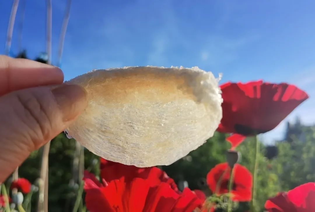 旭龙行燕窝