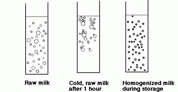 美国常见牛奶种类介绍