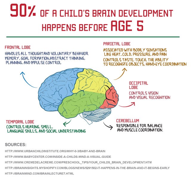 宝宝大脑发育过程