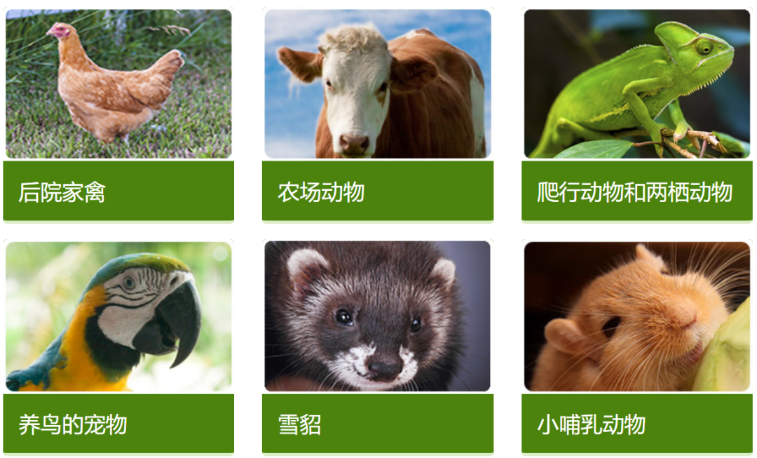 美国孕妇宝宝宠物安全 美国孕妇宝宝宠物安全