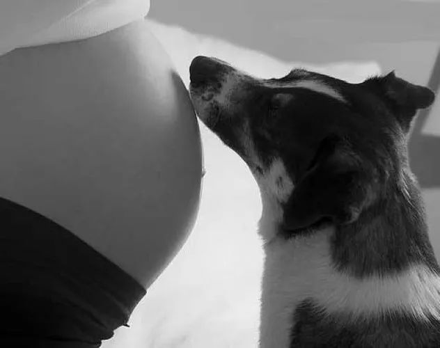 美国孕妇宝宝宠物安全