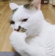 美国宝宝啃手