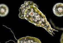 致命「食脑虫」再现美国,我们还能放心地喝水吗?