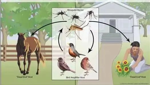 入秋蚊子猛如虎,三天致死两人,一定要注意! 三天致死两人,西尼罗河病毒究竟何方神圣?