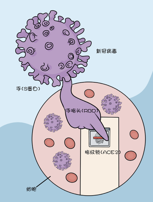 比Delta凶2倍多的新变异病毒全球蔓延,刚打的疫苗还有用吗? 比Delta凶2倍多的新变异病毒全球蔓延,刚打的疫苗还有用吗?
