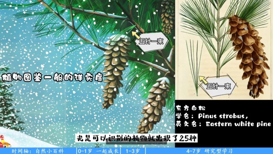 【妈妈分享】从低幼绘本到自然小百科,《I am a Bunny》背后的奥秘你发现了吗? 【妈妈分享】从低幼绘本到自然小百科,《I am a Bunny》背后的奥秘你发现了吗?