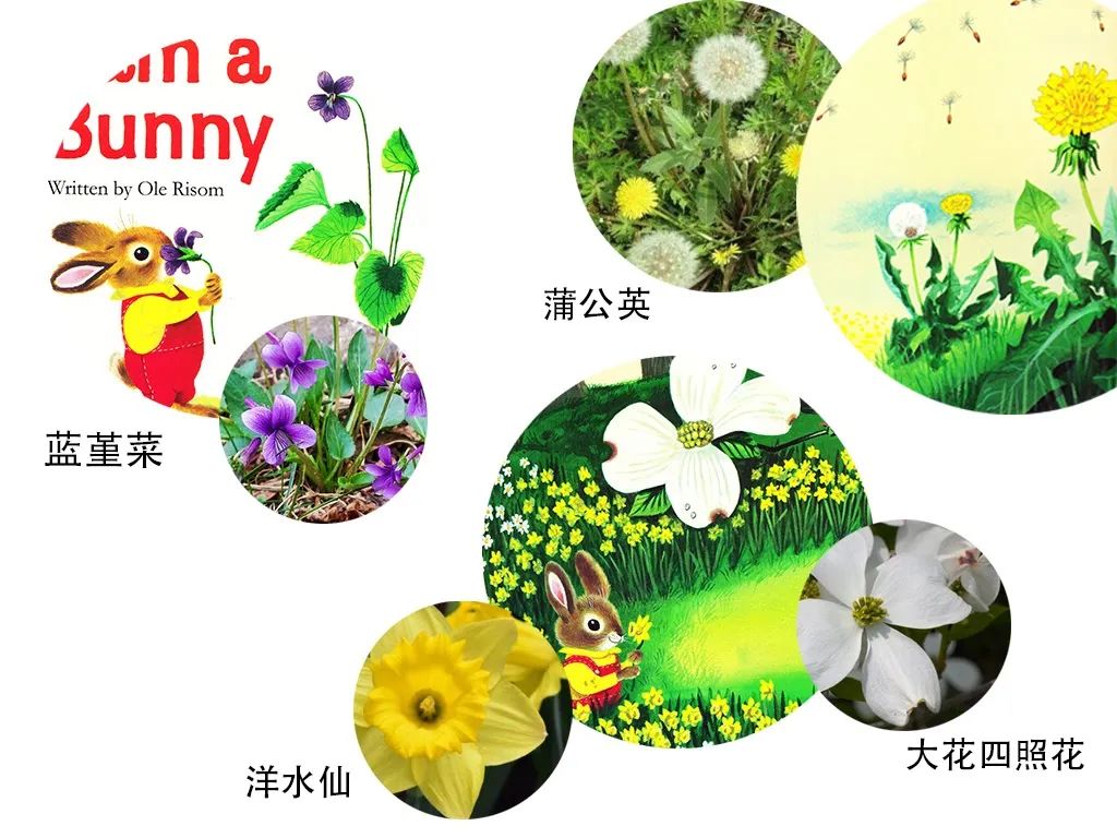 【妈妈分享】从低幼绘本到自然小百科,《I am a Bunny》背后的奥秘你发现了吗? 【妈妈分享】从低幼绘本到自然小百科,《I am a Bunny》背后的奥秘你发现了吗?