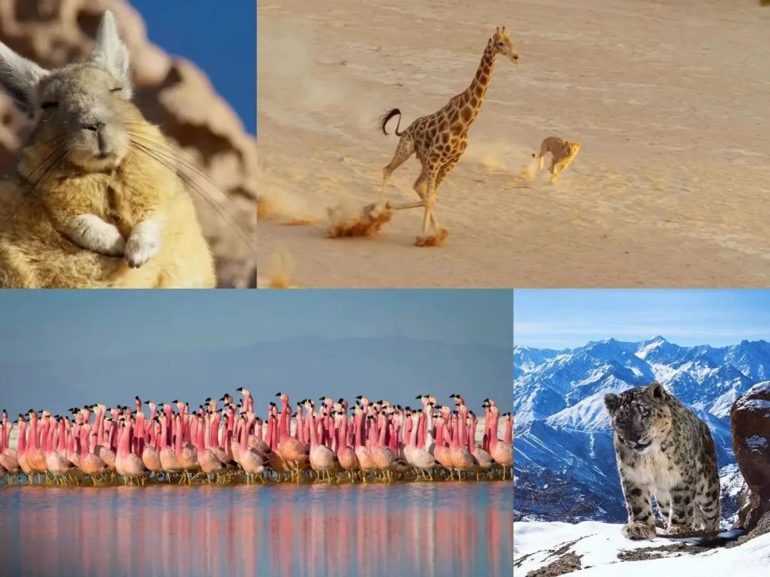 6部BBC高分自然纪录片推荐——去不了远方，不如在家“看世界”！