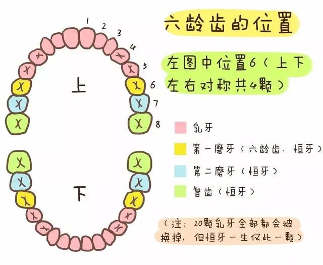 【妈妈分享】孩子没到6岁就掉牙，会不会早发育、性早熟啊？