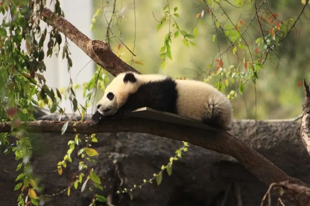 孩子喜欢去动物园吗?全美最值得游玩的30家动物园,不容错过! 孩子喜欢去动物园吗?全美最值得游玩的30家动物园,不容错过!
