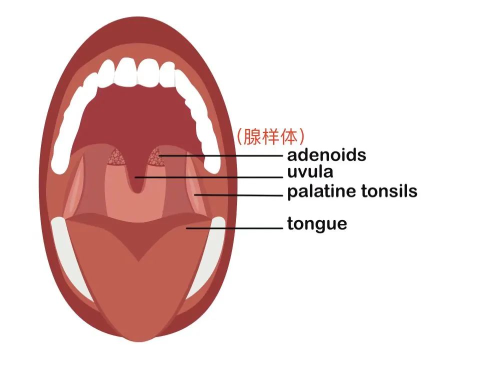 孩子睡觉时打呼噜？经常出现鼻窦炎？口齿不清？或许你该check一下孩子的腺样体！