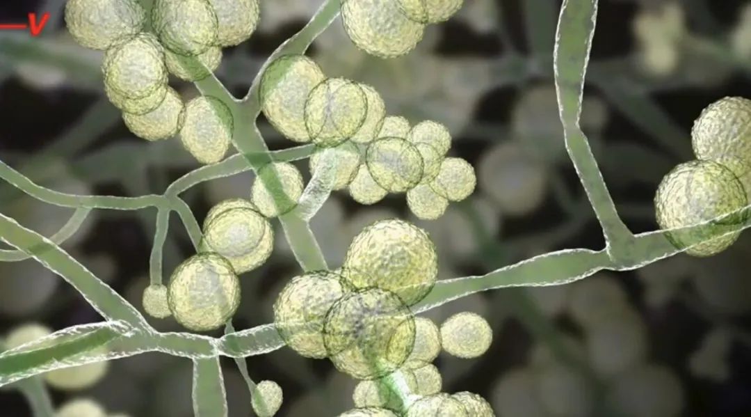 致命又耐药的真菌正在快速入侵,CDC称之为“紧迫的威胁”,该怎么办? 致命又耐药的真菌正在快速入侵,CDC称之为“紧迫的威胁”,该怎么办?