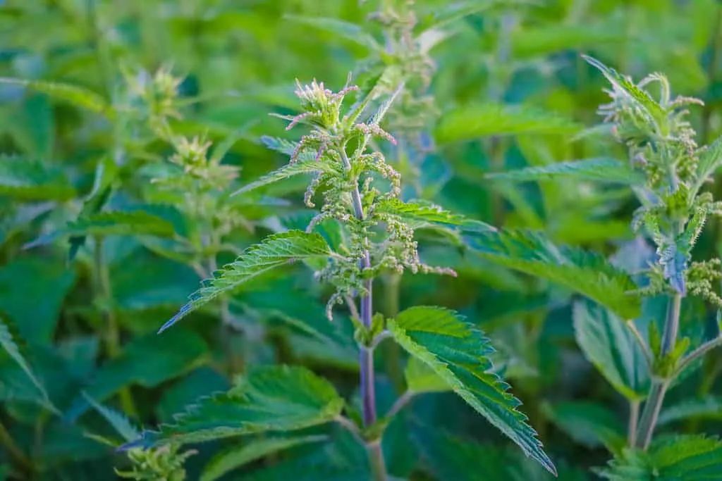10种孩子永远不应该碰的危险植物,去野外不要乱摸! 10种孩子永远不应该碰的危险植物,去野外不要乱摸!