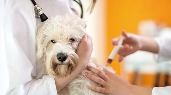 美国多州发现犬类呼吸道疾病,家里有“毛孩子”的家长要注意啦! 美国多州发现犬类呼吸道疾病,家里有“毛孩子”的家长要注意啦!