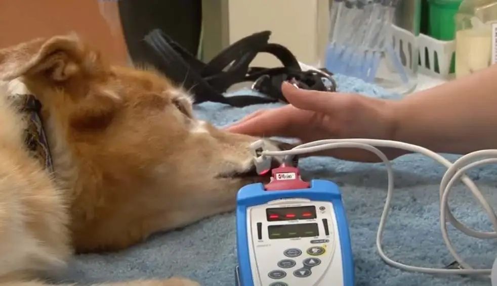 美国多州发现犬类呼吸道疾病,家里有“毛孩子”的家长要注意啦! 美国多州发现犬类呼吸道疾病,家里有“毛孩子”的家长要注意啦!