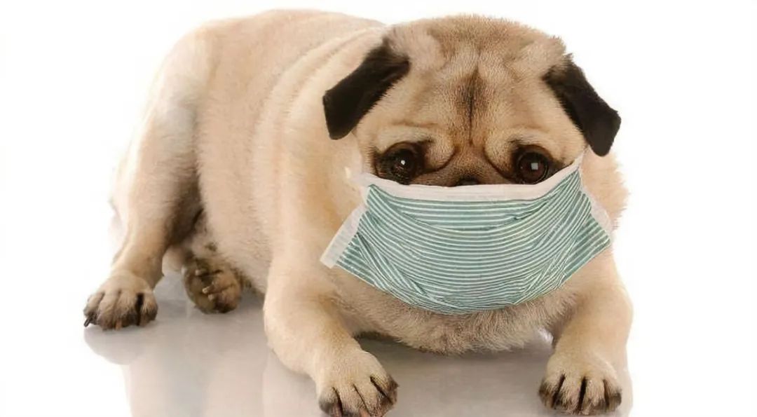 美国多州发现犬类呼吸道疾病，家里有“毛孩子”的家长要注意啦！