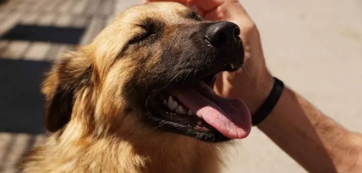 美国多州发现犬类呼吸道疾病,家里有“毛孩子”的家长要注意啦! 美国多州发现犬类呼吸道疾病,家里有“毛孩子”的家长要注意啦!