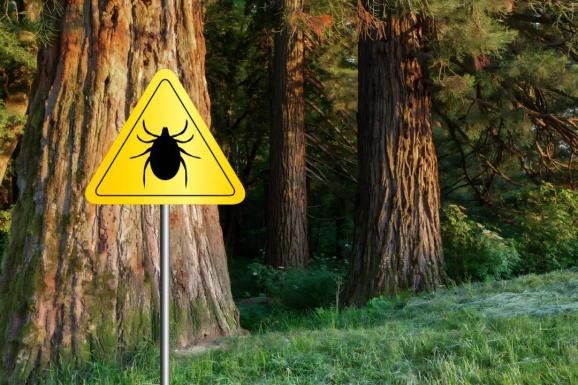 讨厌的Tick蜱虫活跃季来了，真是防不胜防！如何保护自己免受Lyme莱姆病的侵扰？