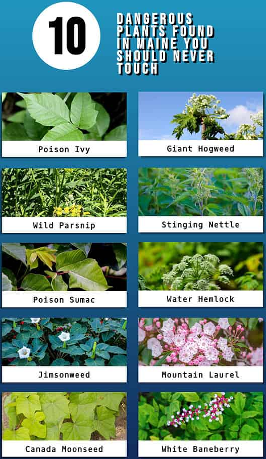 10种孩子永远不应该碰的危险植物,去野外不要乱摸! 10种孩子永远不应该碰的危险植物,去野外不要乱摸!