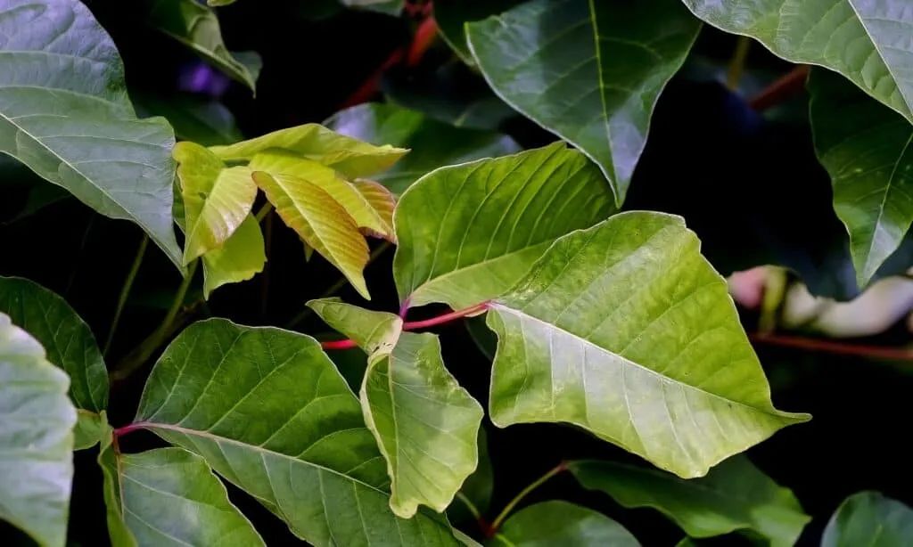 10种孩子永远不应该碰的危险植物,去野外不要乱摸! 10种孩子永远不应该碰的危险植物,去野外不要乱摸!