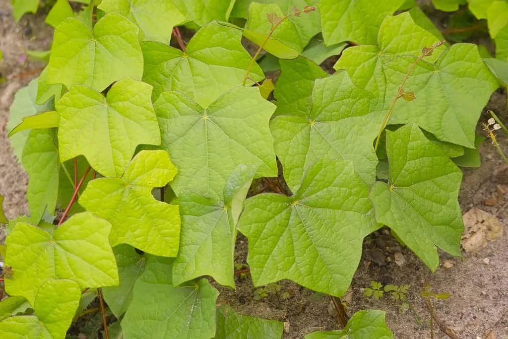 10种孩子永远不应该碰的危险植物,去野外不要乱摸! 10种孩子永远不应该碰的危险植物,去野外不要乱摸!