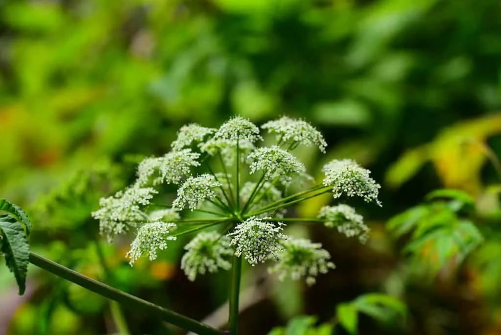 10种孩子永远不应该碰的危险植物,去野外不要乱摸! 10种孩子永远不应该碰的危险植物,去野外不要乱摸!