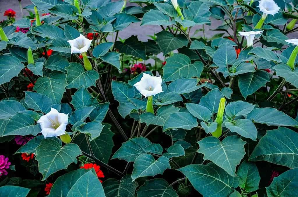 10种孩子永远不应该碰的危险植物,去野外不要乱摸! 10种孩子永远不应该碰的危险植物,去野外不要乱摸!